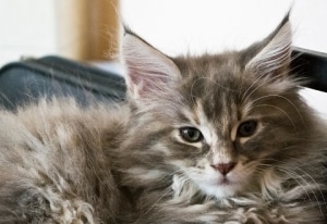 chat maine coon