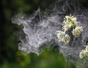 plante-allergie-jardin