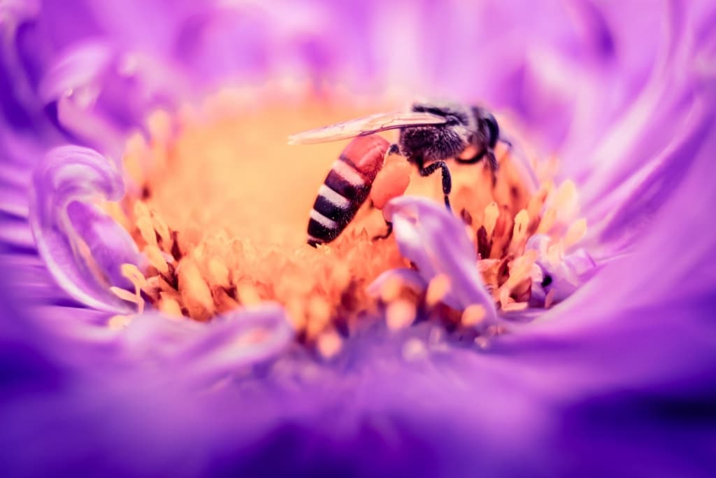 Abeille qui butine une jolie fleur violette