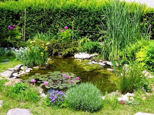 Exemple d'aménagement de jardin aquatique dans un bassin