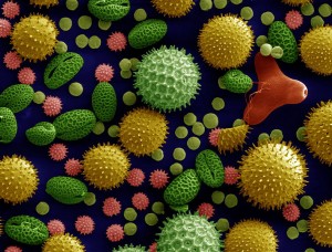 Pollen en fausses couleurs