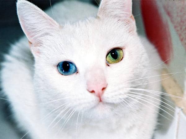 Des remèdes naturels pour traiter l’allergie au chat